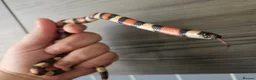 Milk Snake reptiles for sale: Baby pueblan milksnake  - Advert 2