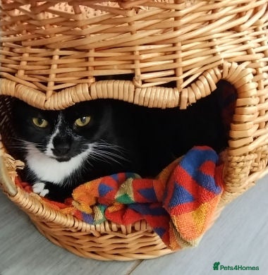 Mixed Breed cats DAKATO - Advert 2