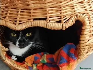 Mixed Breed cats DAKATO - Advert 2