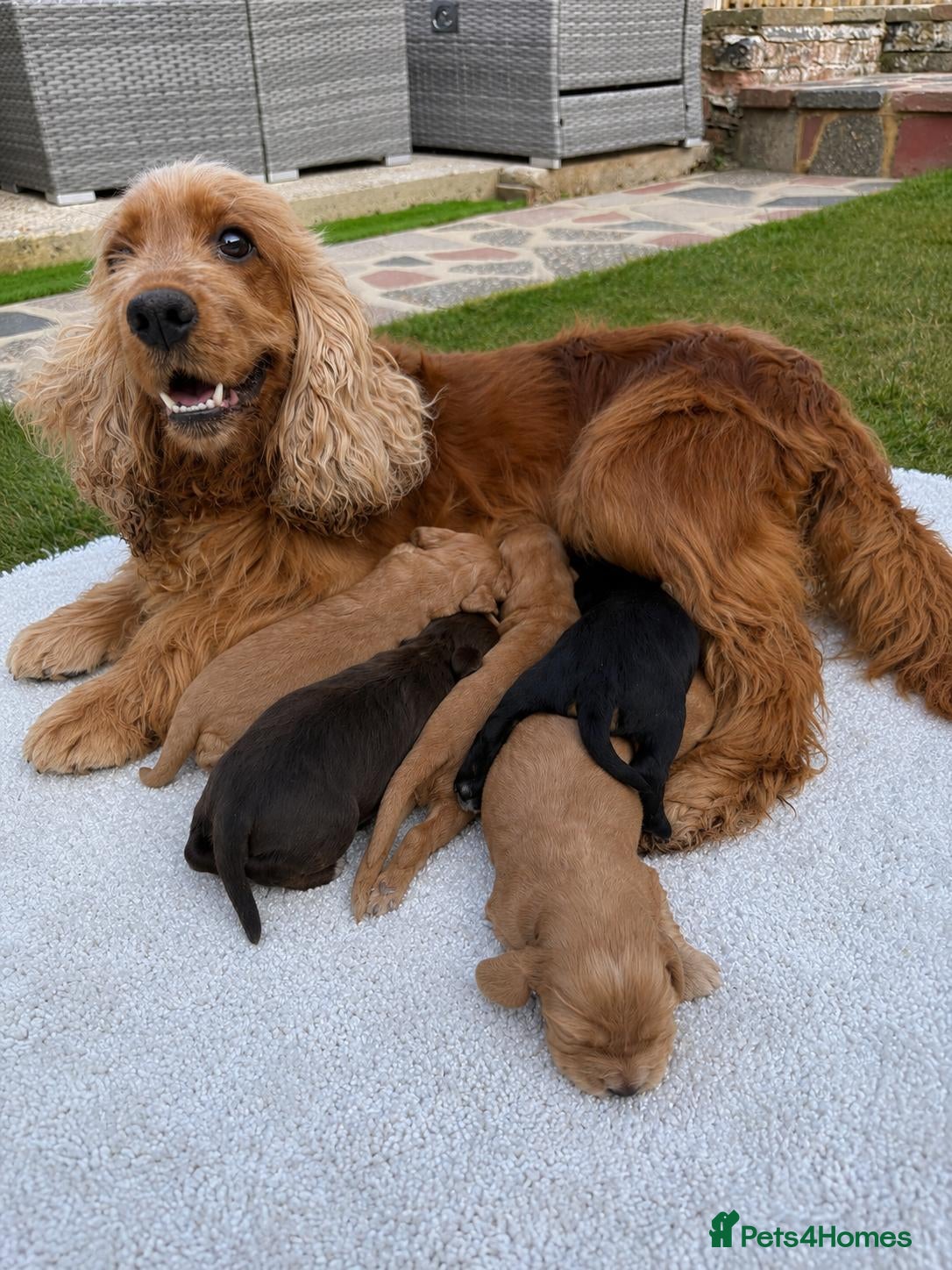 Cocker Spaniel dogs for sale: 🐾Show Type Cocker spaniel puppies 🐾 - Advert 1