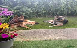 German Shepherd dogs for sale: Pedigree German Shepherd puppies - Image 10