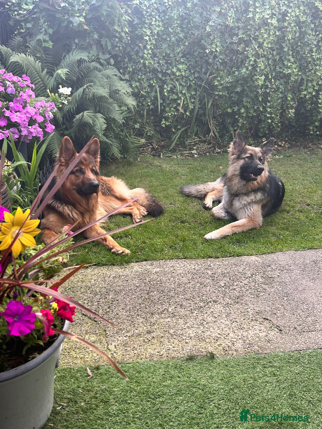 German Shepherd dogs for sale: Pedigree German Shepherd puppies - Image 10