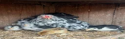 Chickens poultry for sale: Mottled Pekin mum with 7 Pekin chicks for sale  - Advert 2