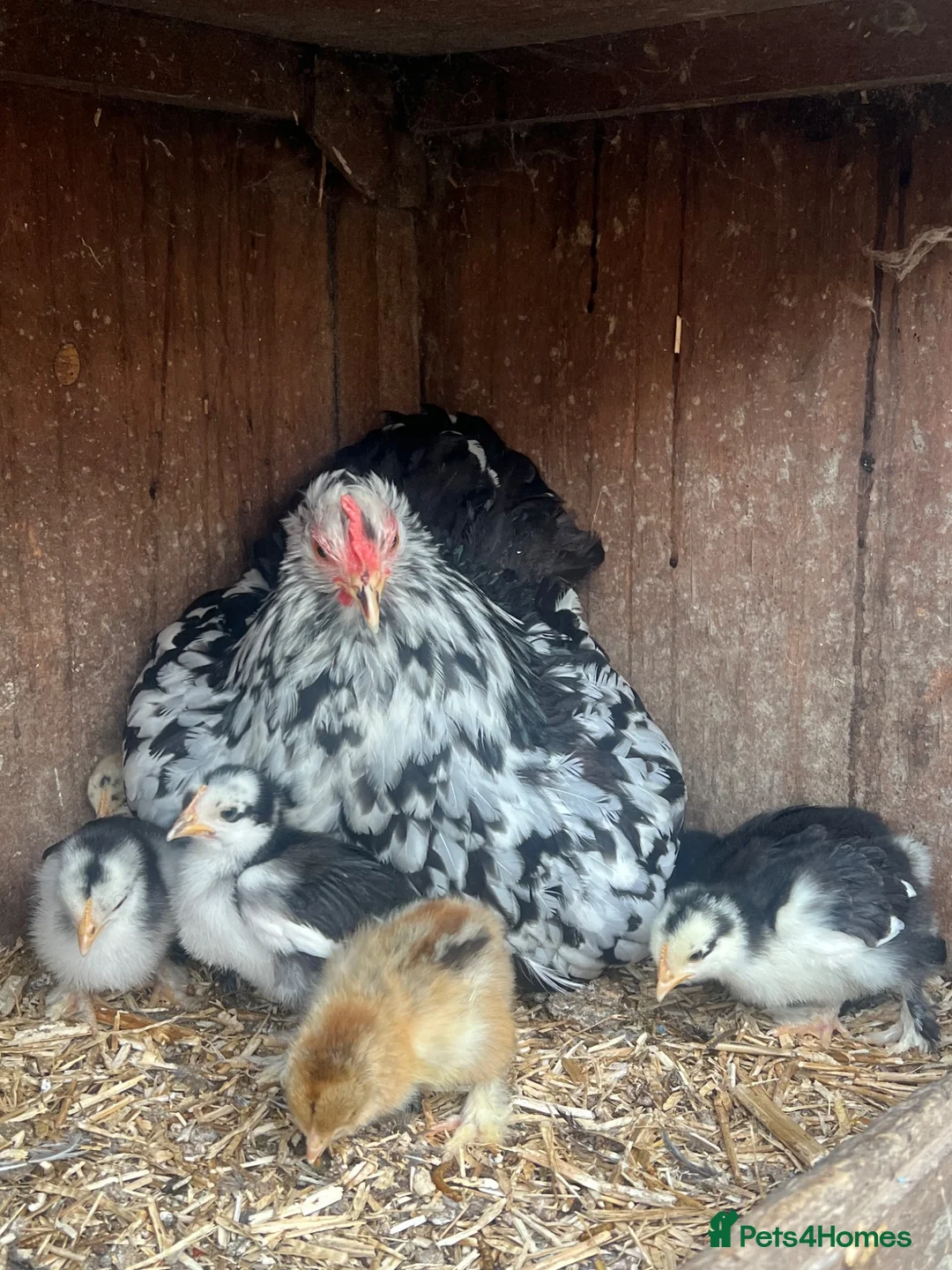 Chickens poultry for sale: Mottled Pekin mum with 7 Pekin chicks for sale  - Advert 2