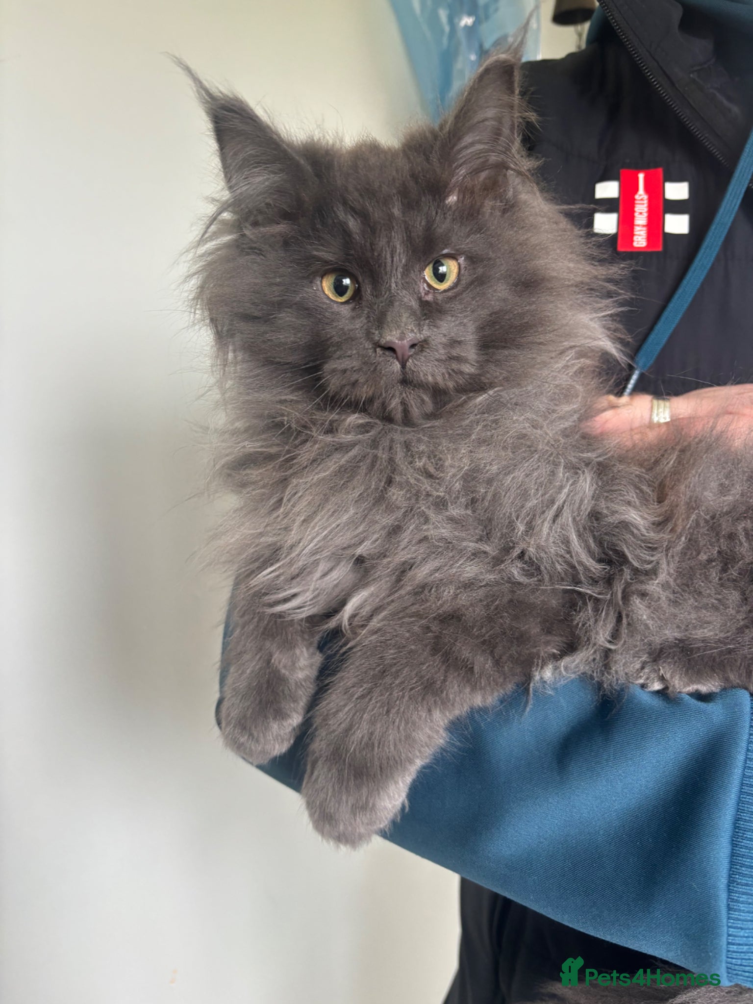 Maine Coon cats Stunning pedigree Maine coon kittens - Advert 1