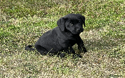 Labrador Retriever dogs for sale: Labrador Puppies  - Image 1
