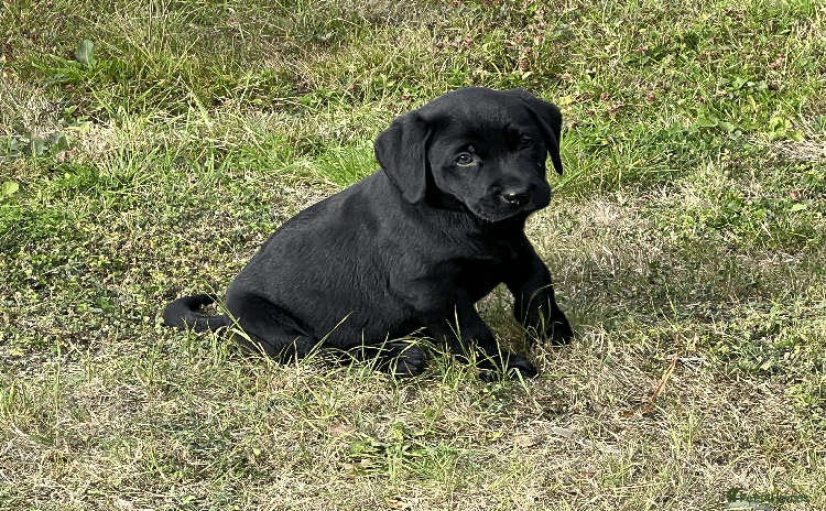 Labrador Retriever dogs - Advert 7