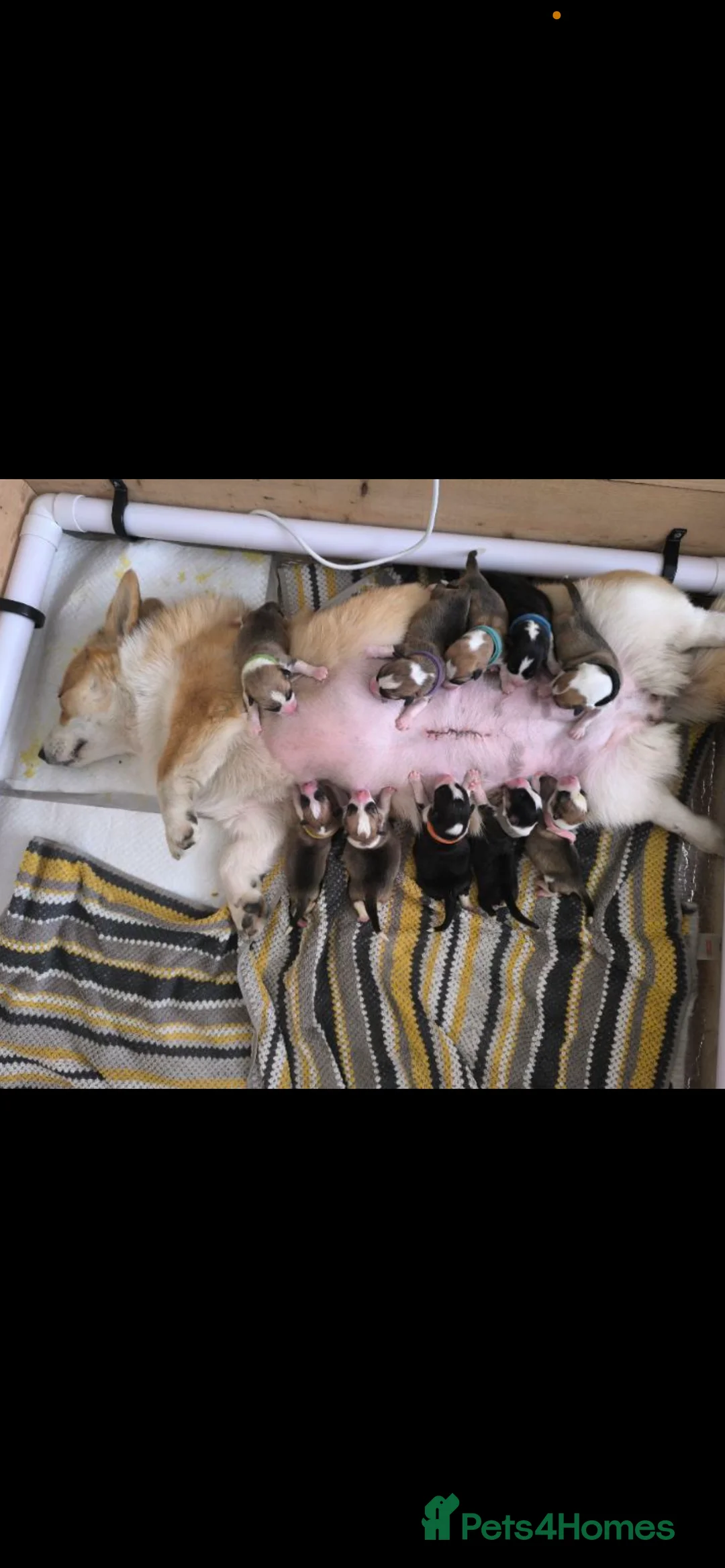 Welsh Corgi Pembroke dogs for stud: TOP QUALITY PROVEN !!! KC Pembroke Corgi for stud in Rugby - Advert 28