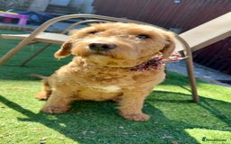 Labradoodle dogs for sale: Labradoodle puppies  - Image 2
