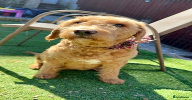 Labradoodle dogs - Advert 1