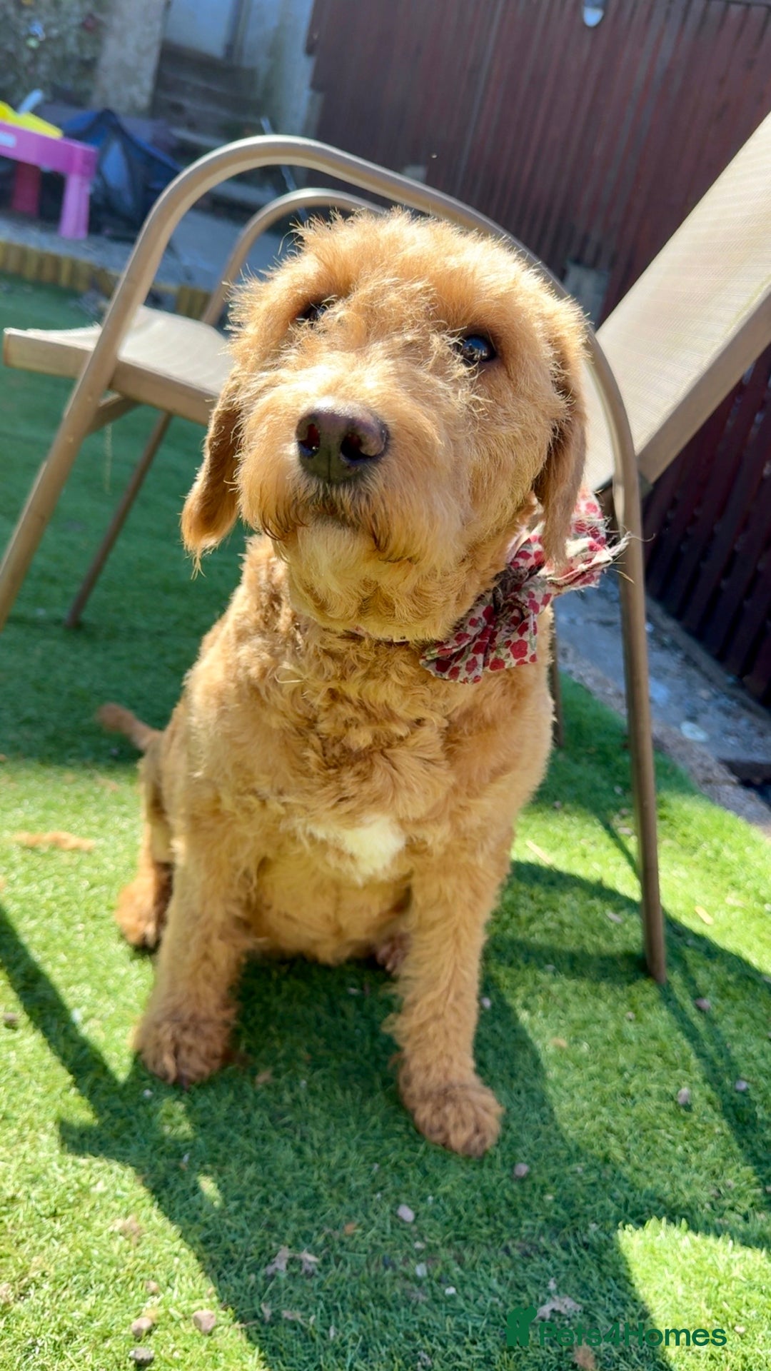 Labradoodle dogs for sale: Labradoodle puppies  - Image 2