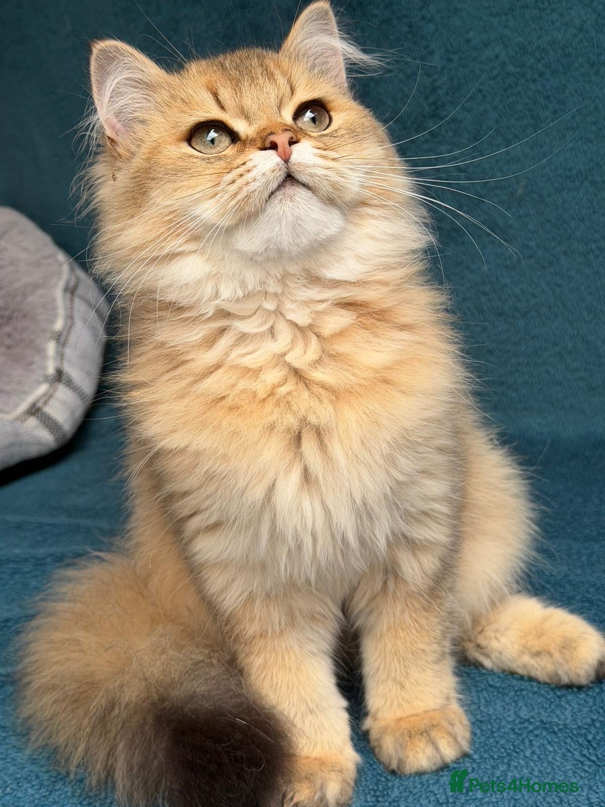 British Longhair cats for sale: ✨TICA REGISTERED GOLDEN LONGHAIR KITTENS✨ - Advert 11