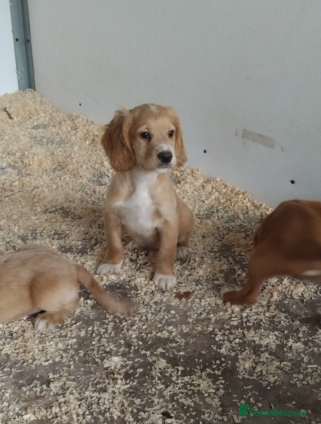 Cocker Spaniel dogs for sale: Fully vaccinated, Working type kc cocker spaniels - Image 11