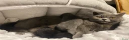 British Shorthair cats for sale: Exclusive Pedigree British Shorthair Kittens - Advert 13