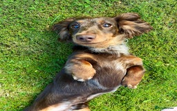 Miniature Dachshund dogs for stud: Chocolate & Tan Dapple dachshund stud - Image 1