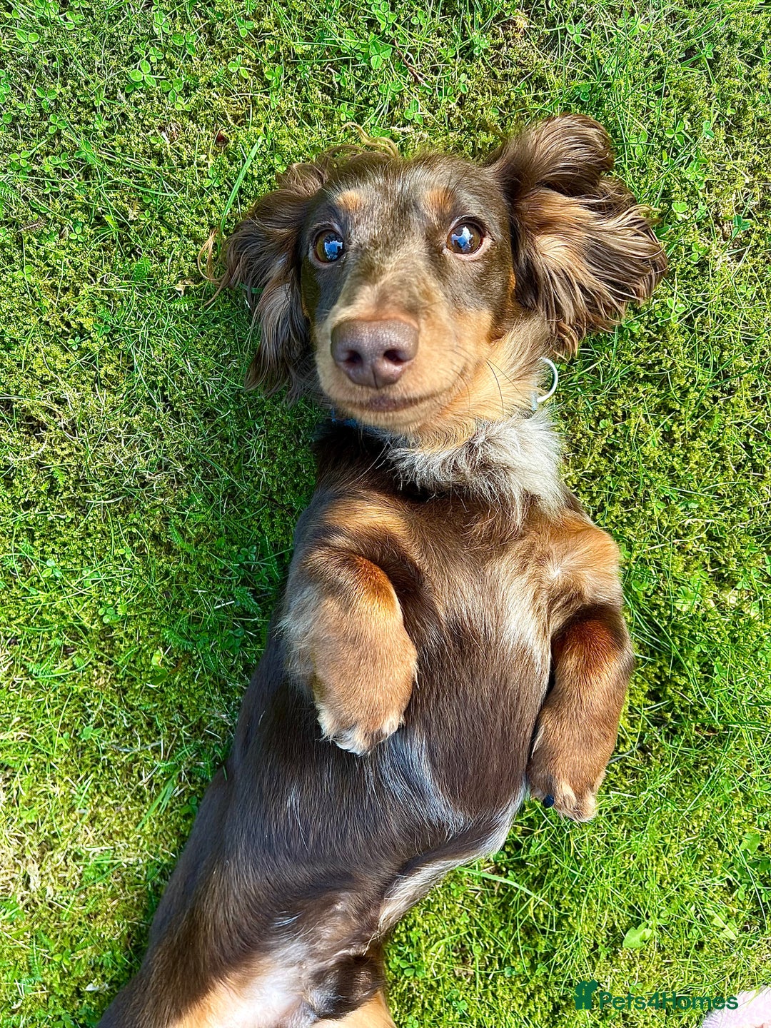 Miniature Dachshund dogs for stud: Chocolate & Tan Dapple dachshund stud - Image 1