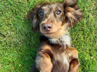 Miniature Dachshund dogs - Advert 32