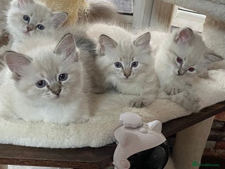 Ragdoll cats - Advert 22