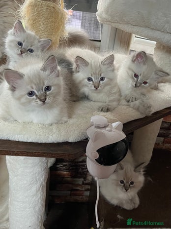 Ragdoll cats - Advert 14