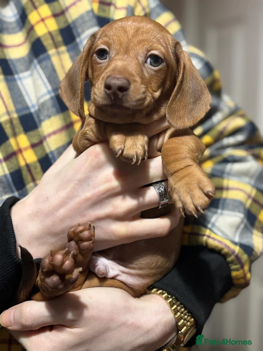 Miniature Dachshund dogs for sale: Beautiful shaded red miniature  dachshund puppies  - Advert 2
