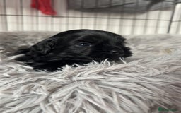 Shihpoo dogs for sale: Beautiful shihpoo puppies - Advert 8