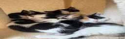 Mixed Breed cats for sale: 4 Beautiful kittens with unusual markings - Advert 5