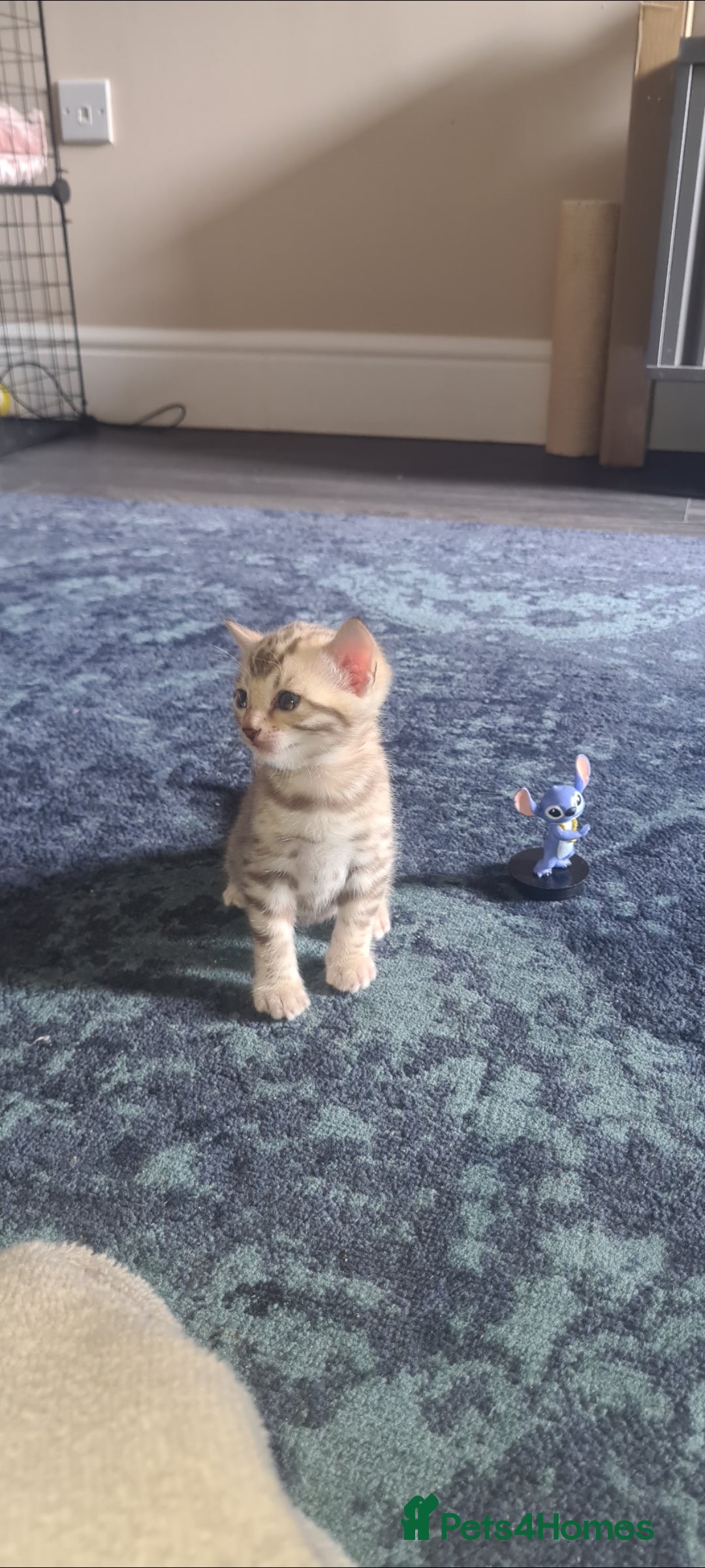 Bengal cats for sale: Bengal  - Image 8