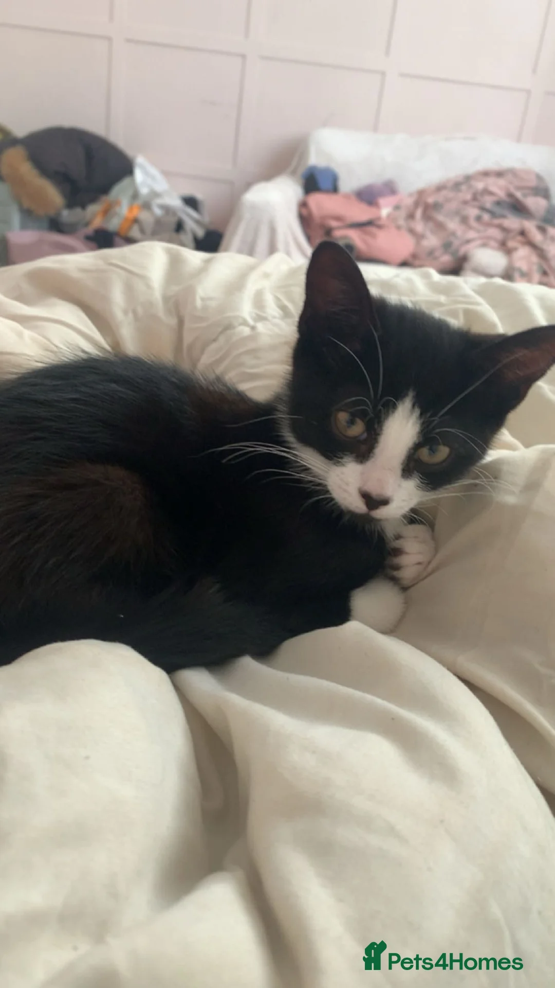 Mixed Breed cats for sale: 2 male brothers  in Sunderland - Advert 8