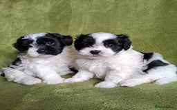 Lhasapoo dogs for sale: Lhasa Apso x Toy Poodle pups. Ready 11.09.25 - Image 23