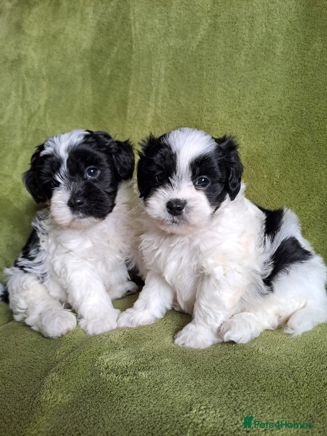 Lhasapoo dogs for sale: Lhasa Apso x Toy Poodle pups. Ready 11.09.25 - Image 23