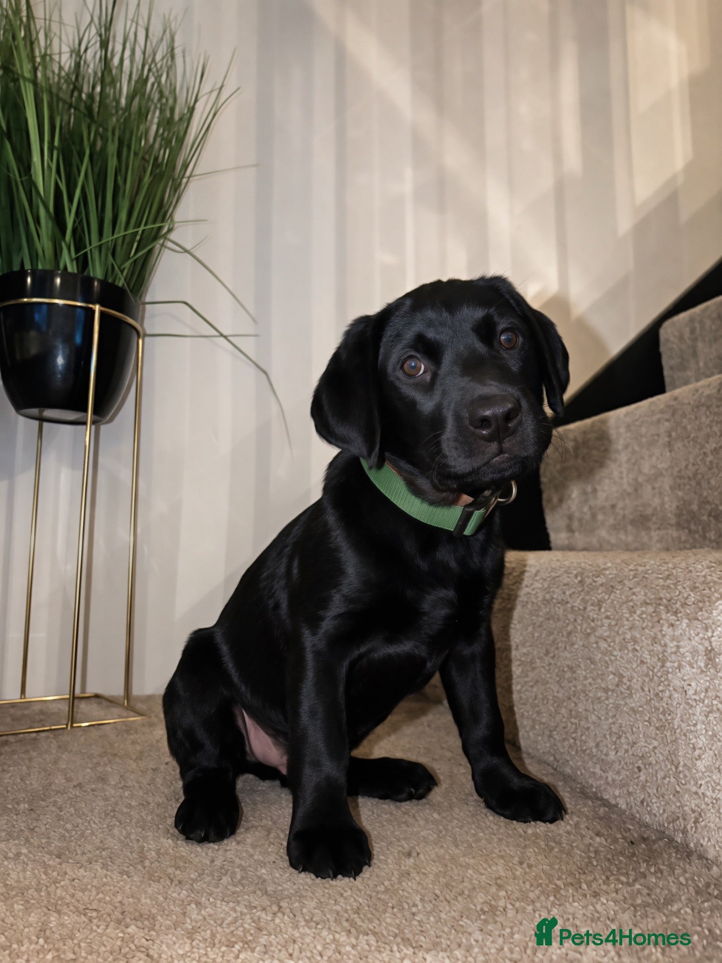 Labrador Retriever dogs One remaining Boy 🖤 KC Labrador Retrievers - Advert 4