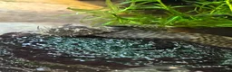 Plecos fish for sale: 2 MALE Breeding age Longfin Bristlenose - Advert 9