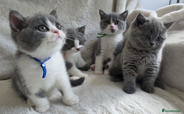 British Shorthair cats - Advert 3