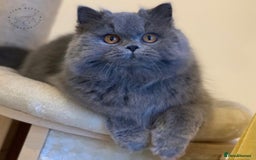British Longhair cats for sale: British Longhair Female for Her Forever Home - Image 1