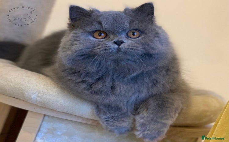 British Longhair cats - Advert 14