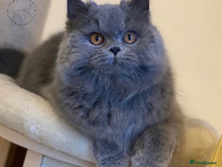 British Longhair cats - Advert 32