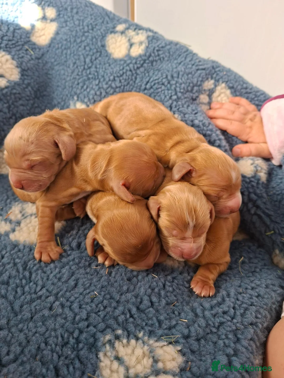 Cocker Spaniel dogs for sale: 07760175997 in Lichfield - Advert 1