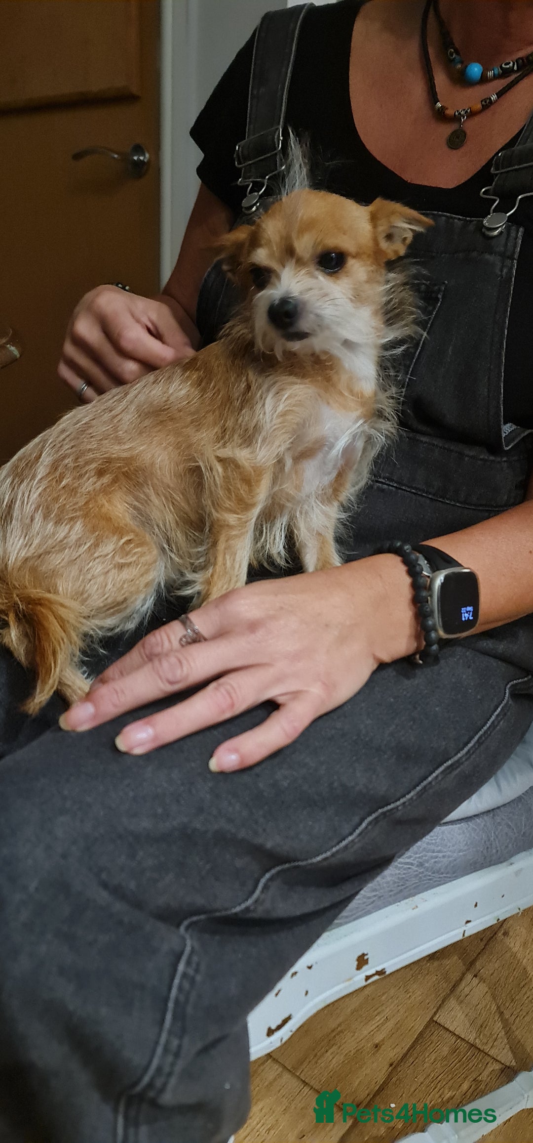 Chorkie dogs for sale: 5 year old little boy needing a new home  - Image 1