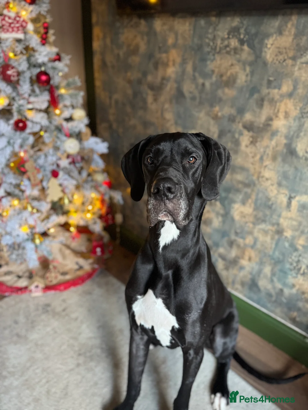 Great Dane dogs for sale: KC registered Great Dane pups due soon. - Advert 4