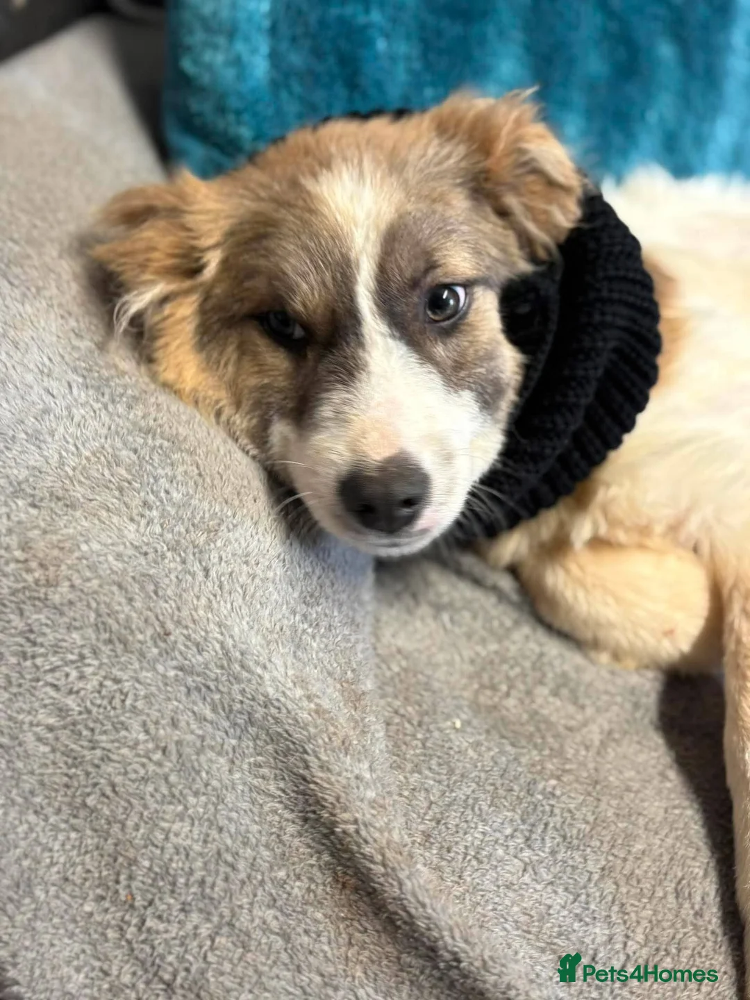 Mixed Breed dogs for adoption: Meet Millie, currently residing in Cheshire  - Advert 6