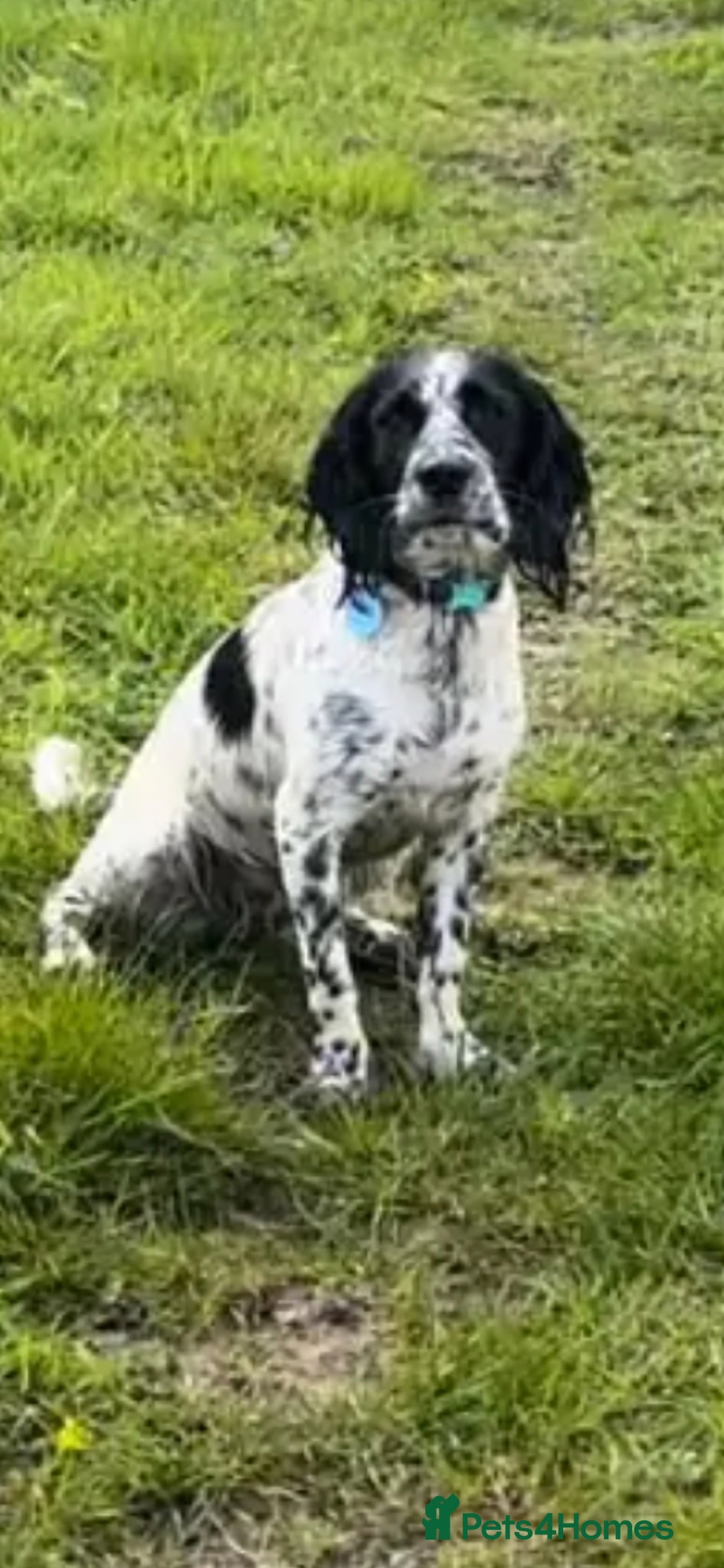 Mixed Breed dogs Cocker collie - Advert 13