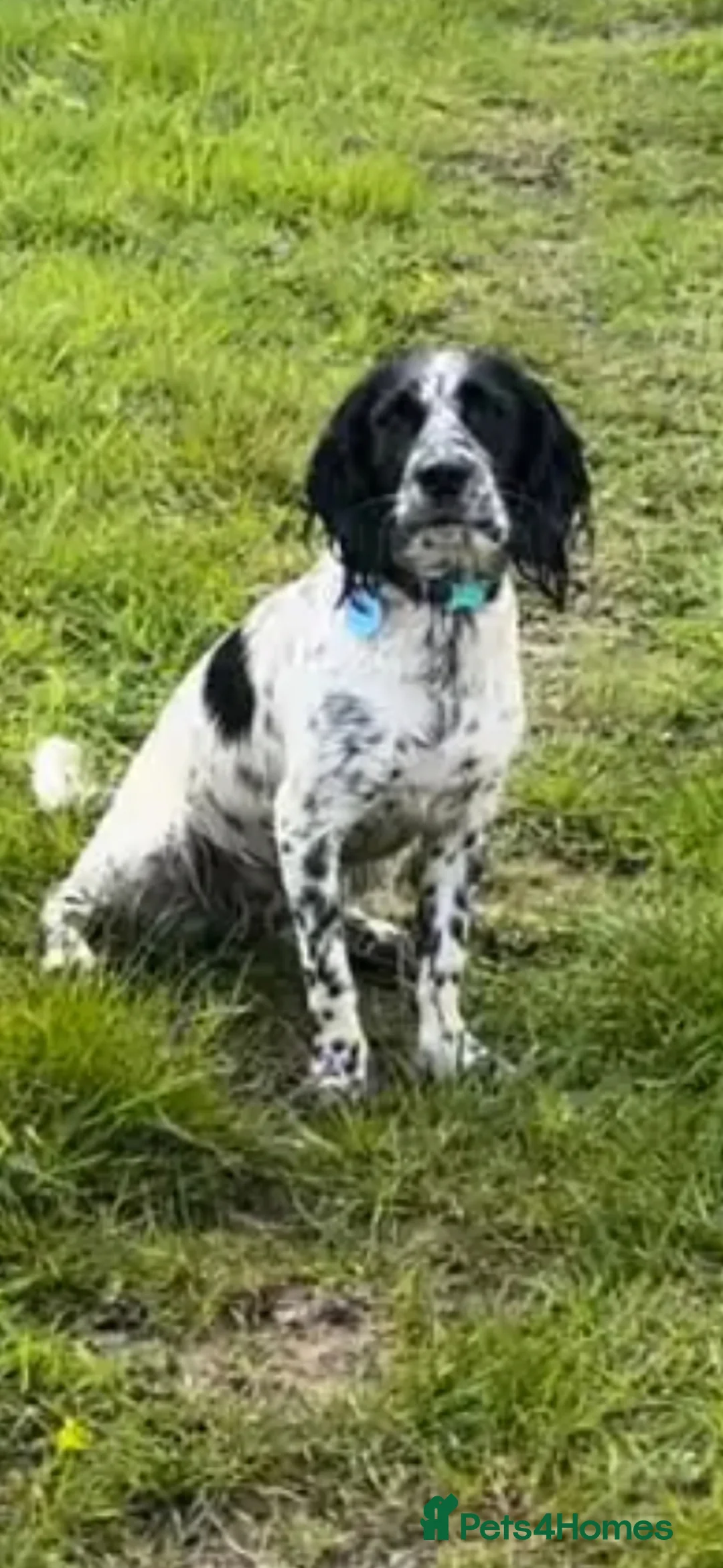 Mixed Breed dogs for sale: Cocker collie - Advert 1