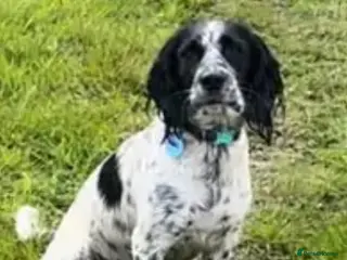 Mixed Breed dogs Cocker collie - Advert 15