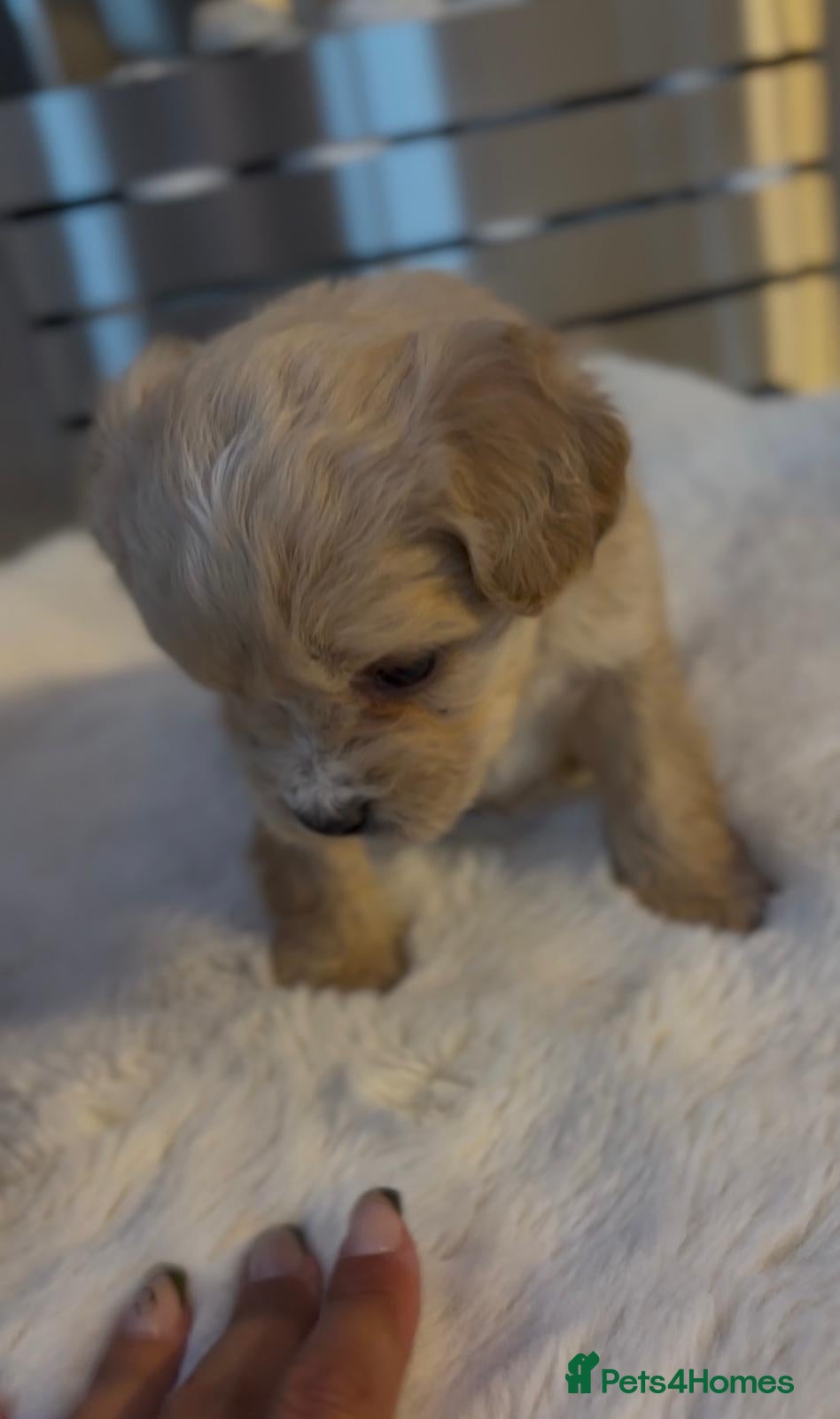 Mixed Breed dogs for sale: LAST 3 PUPS! Fluffy frenchies cross ready to leave - Advert 13