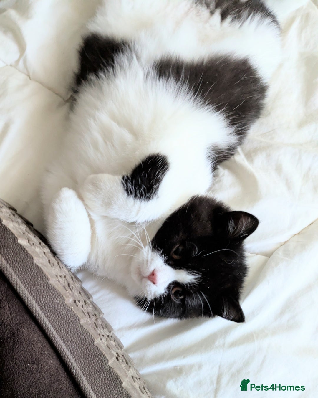 British Shorthair cats for sale: Gccf registered British shorthair kittens  - Advert 6