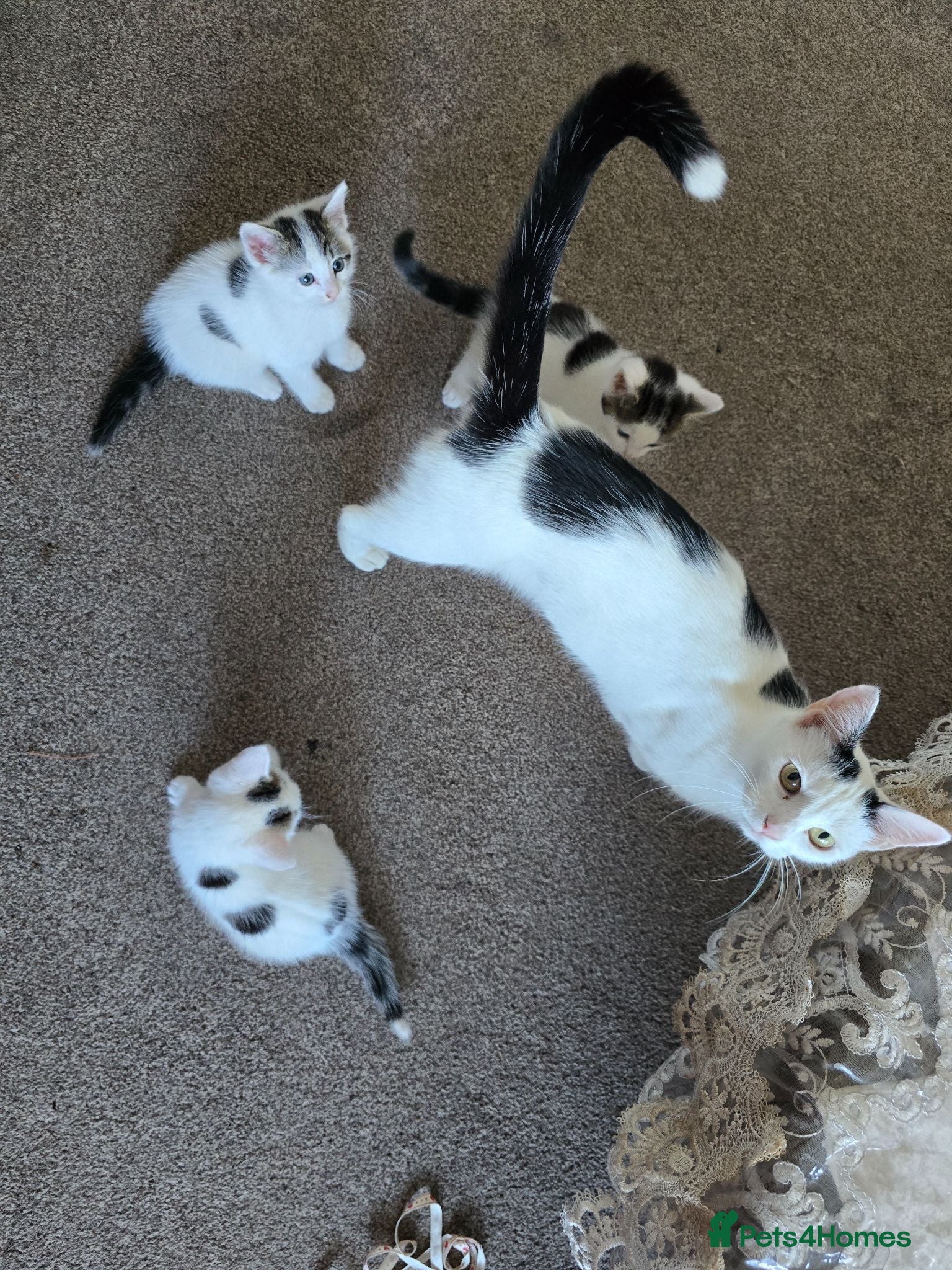 Mixed Breed cats Adorable9-Week-Old Kittens Looking forLoving Homes - Advert 3