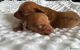 Miniature Dachshund dogs for sale: KC  miniature daschund  - Image 1