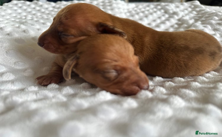Miniature Dachshund dogs - Advert 3