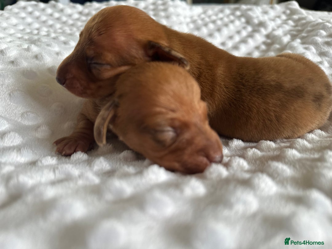 Miniature Dachshund dogs for sale: KC  miniature daschund  - Image 1