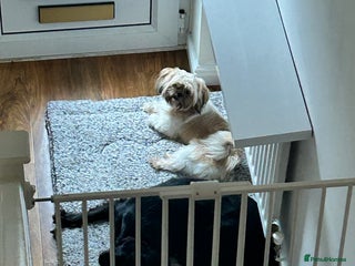 Cocker Spaniel dogs Cocker Spaniel and Shih Tzu for sale - Advert 2